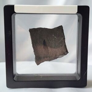 Unique Rare Carboniferous Coal Era Fossil From World Famous Union Chaple Mine OG